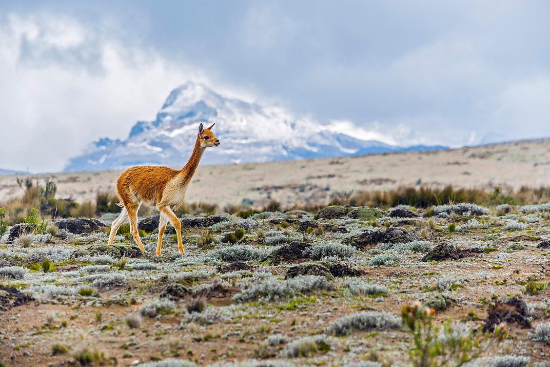 Zdjęcia finalistów Smithsonian Photo Contest zachwycają pięknem i różnorodnością życia 7