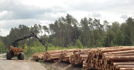 Lasy Państwowe zarabiają na nawałnicy. Powalone drewno sprzedały za 800 mln zł