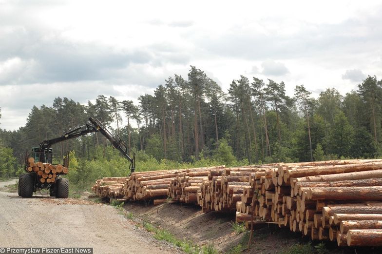 Głównym dochodem przedsiębiorstwa Lasy Państwowe jest sprzedaż drewna.