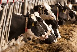 Danone wysyła 5 tysięcy krów na Syberię. To odpowiedź na rosnące ceny mleka