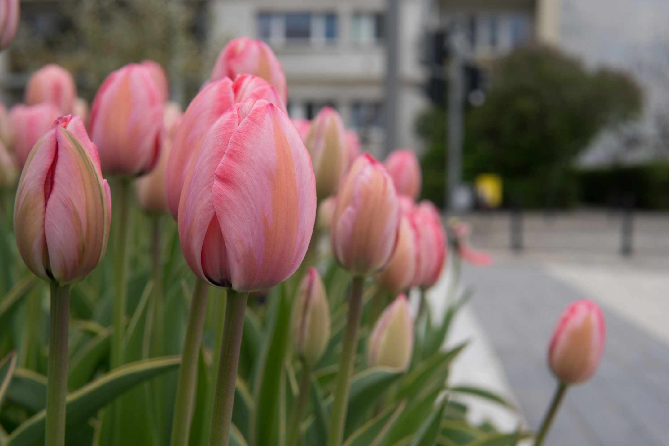 Sigma 30 mm f/1.4 DC DN - recenzja jasnego obiektywu stworzonego z myślą o bezlusterkowcach 17