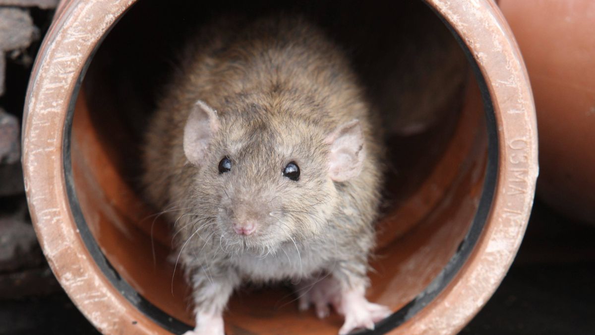 Trutka na gryzonie przyczyną plagi zatruć w Polsce