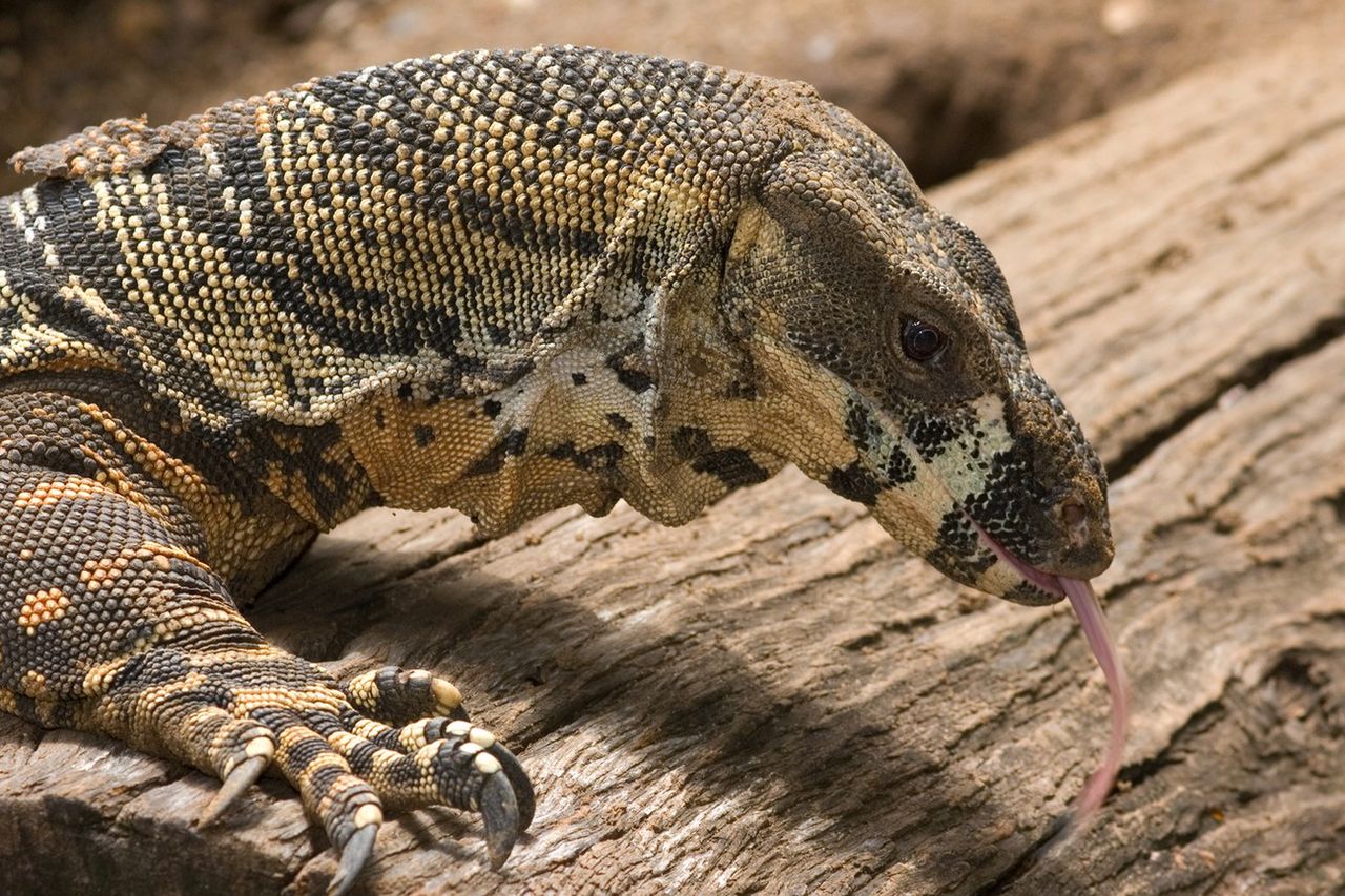 Pale Moon idzie własną drogą: Goanna zastąpi silnik Gecko