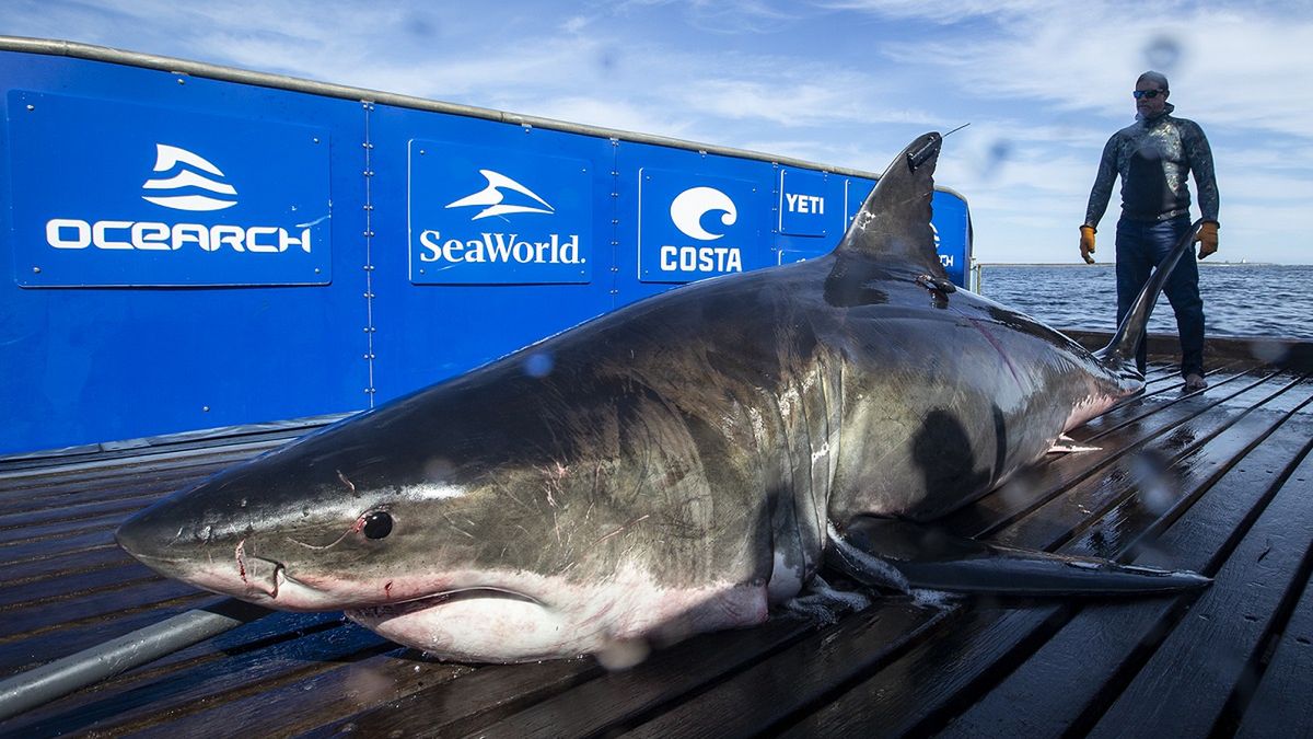4,5-metrowy żarłacz biały przepłynął 2 tys. km