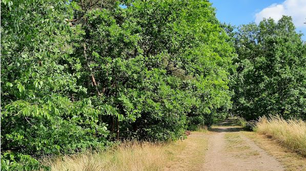 Rowerzysta atakował swoje ofiary w Szamotułach przy ulicy Dworcowej