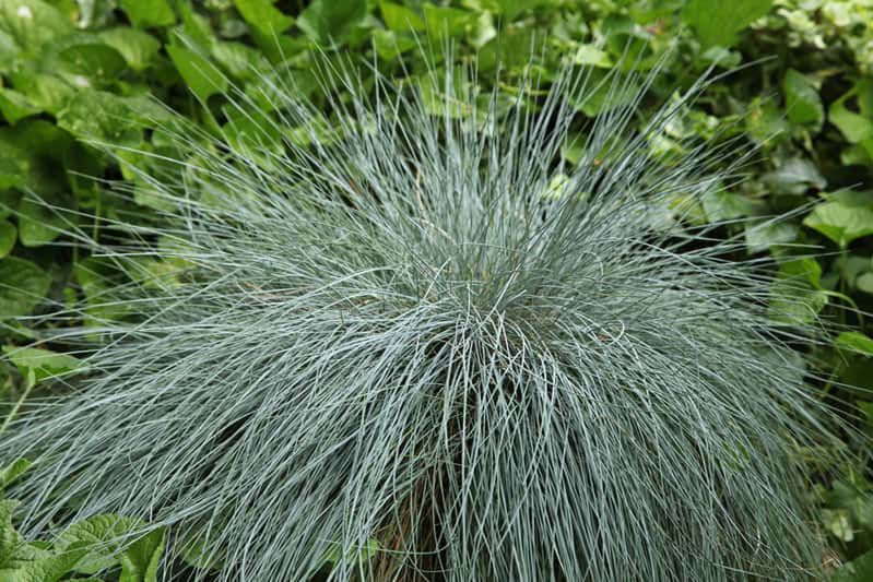 Zasiej ją, a będzie zachwycać cały rok. Trawa o wyjątkowym kolorze