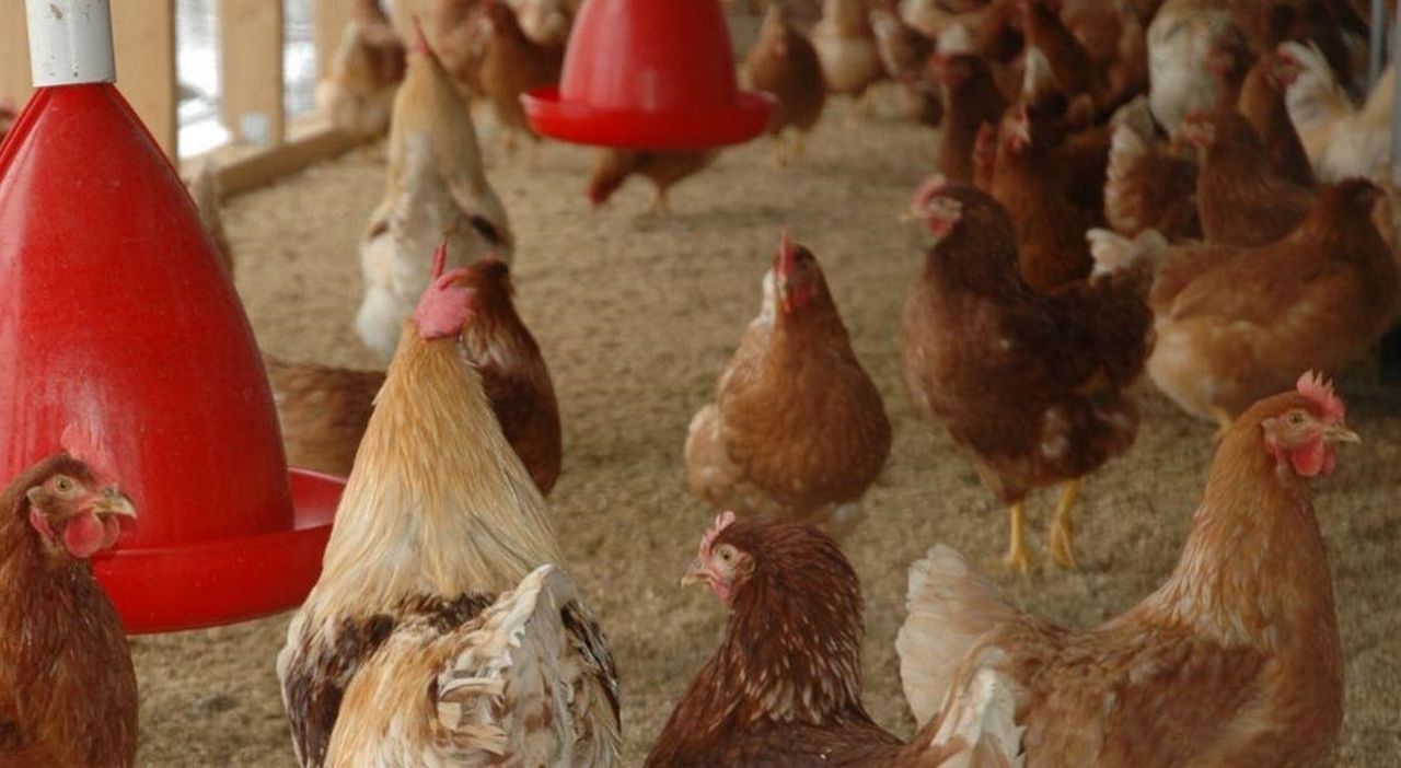 Niemcy walczą z ptasią grypą. Wybito 400 tys. sztuk drobiu