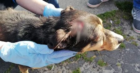 Włamanie do schroniska. Zwyrodnialec pobił psy. Zwierzęta boją się wyjść