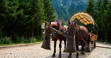 Nowy starosta tatrzański o przyszłości konnego transportu nad Morskie Oko