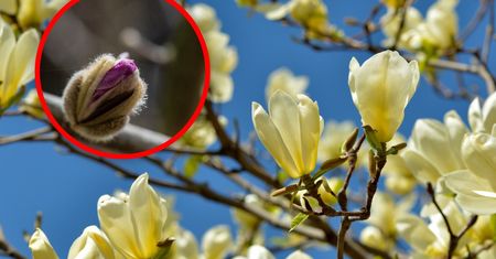 Pąki na magnolii pojawiły się przed zimą? Nie popełnij tego błędu