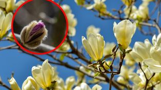 Pąki na magnolii pojawiły się przed zimą? Nie popełnij tego błędu