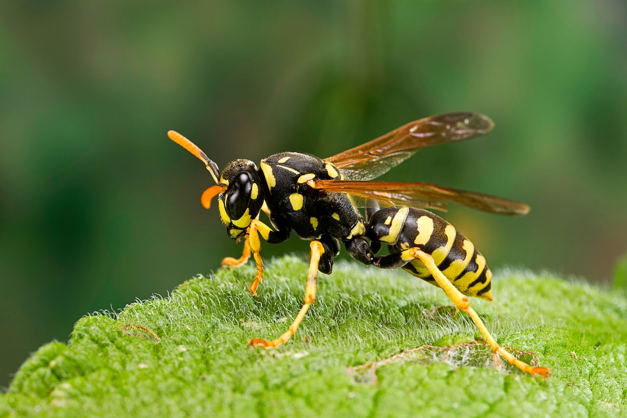 jak odróżnić osę od pszczoły, fot. Getty Images