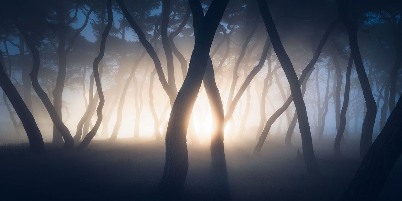 "Stranger Things" Nagroda kuratora, Pierwsza 10 w kat., Amateur Nature / Landscapes. Światła samochodu podświetlają pnie zasnute mgłą, Boeun, Korea Południowa