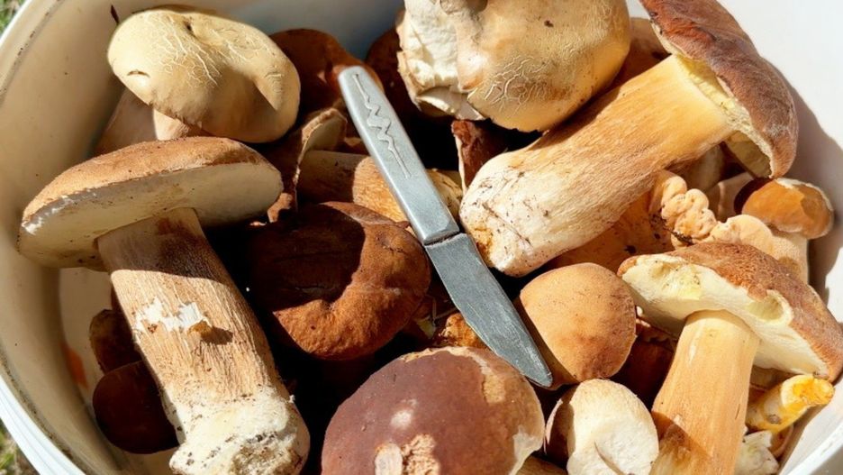 Gdzie na jesienne grzybobranie na Pomorzu? Grzybiarze zdradzają najlepsze miejsca