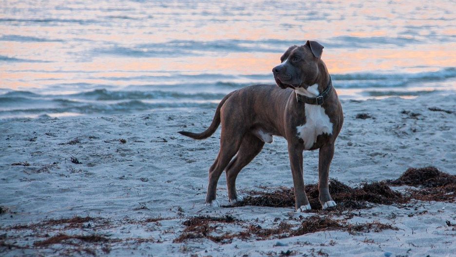 Pies pogryzł nastolatków (zdjęcie ilustracyjne) 