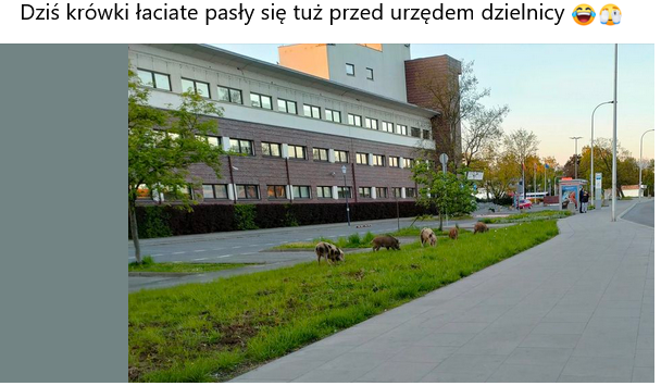 Mieszkańcy na lokalne facebookowe grupy wrzucają zdjęcia dzików.