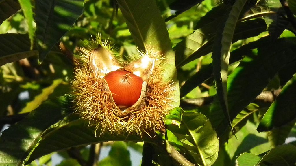 Surowe kasztany japońskie