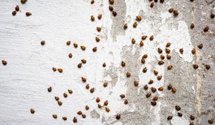 Biedronki azjatyckie atakują we Wrocławiu. "To prawdziwa inwazja"