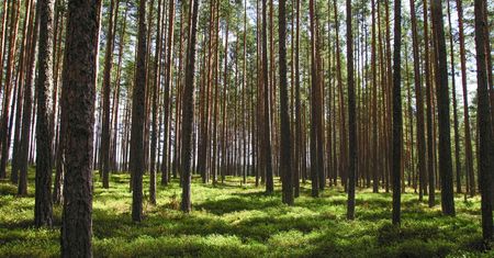 Znaleźli to lesie. Nadleśnictwo Szklarska Poręba zakazuje wstępu do 31 grudnia 2025 r.