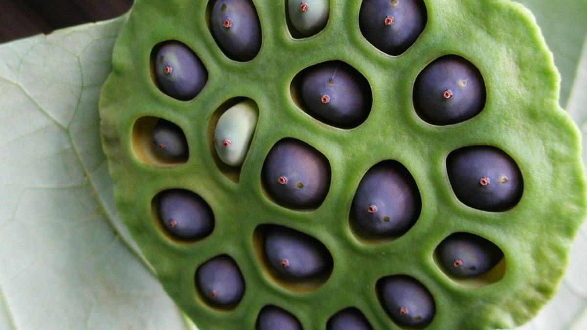 Surowe nasiona lotosa