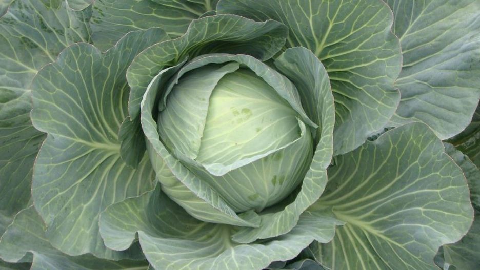 Jakie są dzisiejsze ceny kapusty na giełdzie?