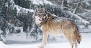 Włocławek: Wilki na osiedlu. Nocne spotkanie tuż pod blokami