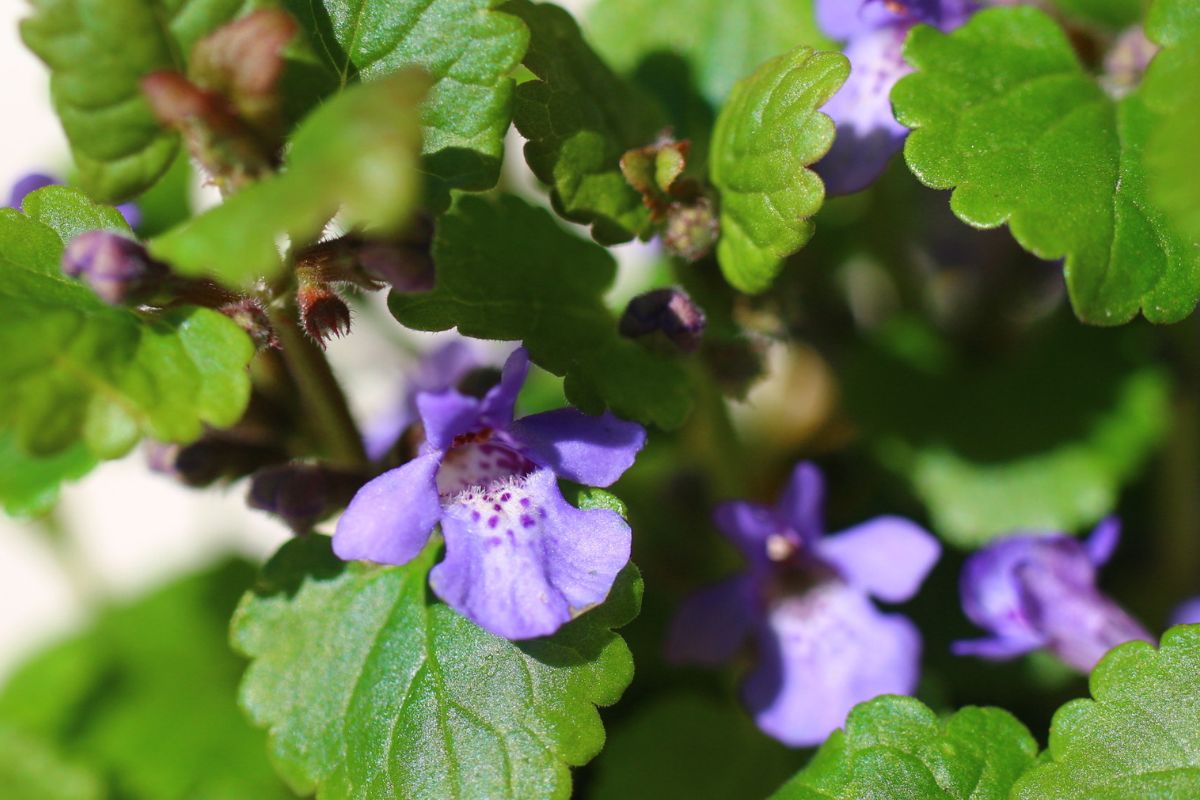 Bluszczyk kurdybanek pasuje do wielu potraw