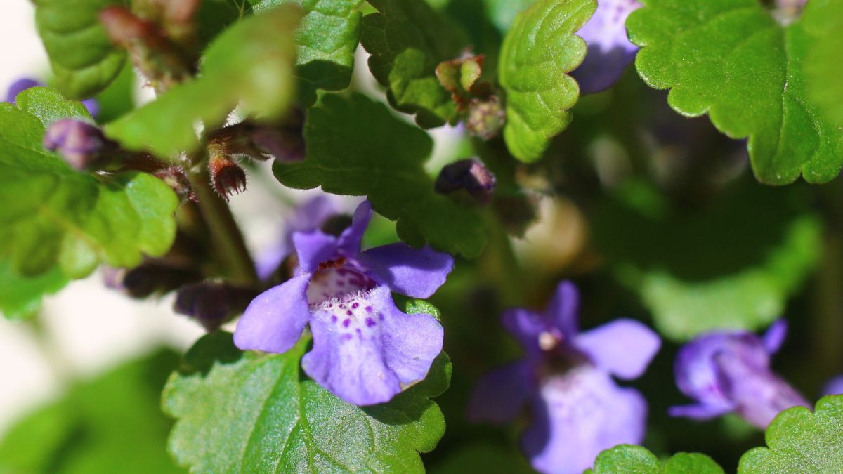 Bluszczyk kurdybanek pasuje do wielu potraw