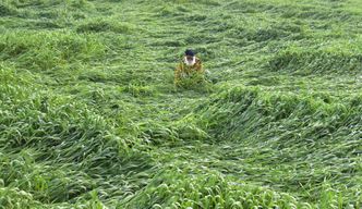 Cały świat obawia się głodu. Dla indyjskich rolników to największa szansa od lat