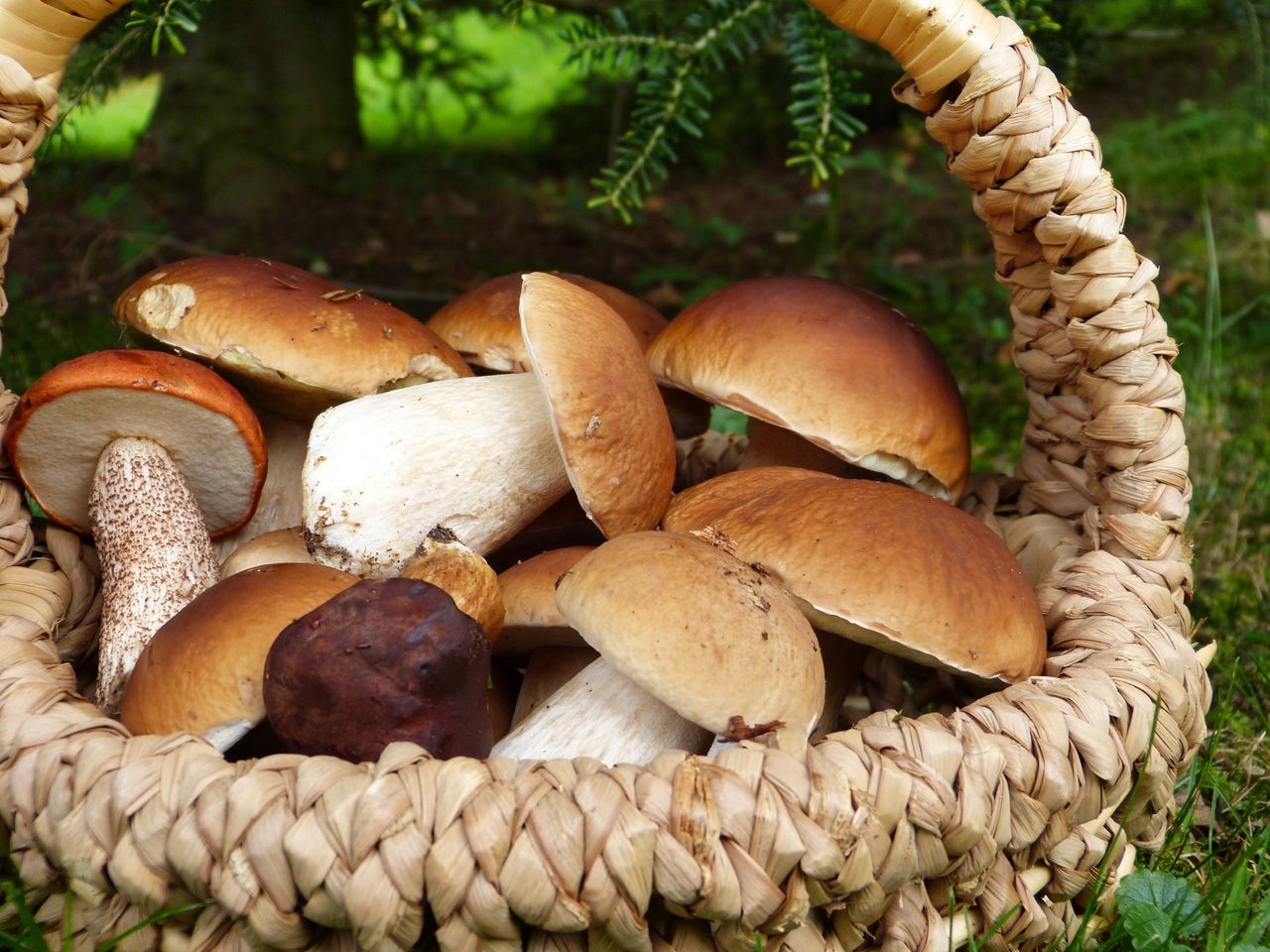 Jakie grzyby rosną we wrześniu? Jesienny kalendarz grzybiarza