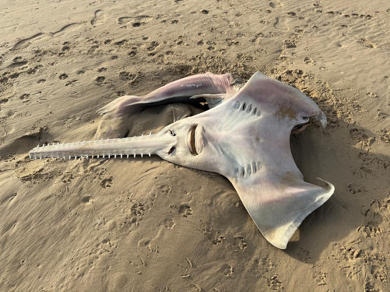 Ryba piła wielkozębna (Pristis pristis) na brzegu oceanu w RPA