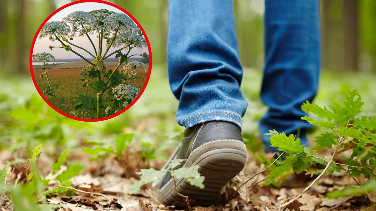 Barszcz Sosnowskiego - dlaczego na niego uważać?