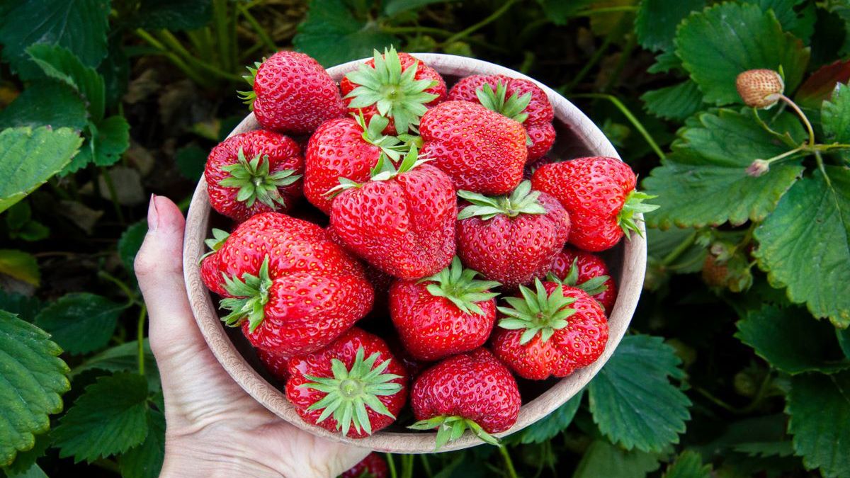 Truskawki z szypułkami - Pyszności; źródło: Adobe