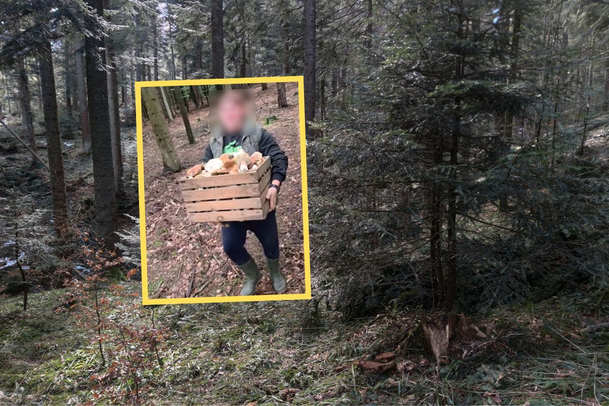 "Kilkadziesiąt kg". Wynosili z lasu skrzyniami. Grzybiarze wściekli