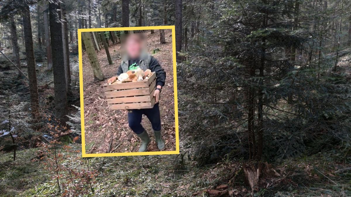 Wynosili z lasu skrzyniami. Internauci kipią z emocji