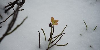 Pierwszy w tym sezonie komunikat lawinowy w Karkonoszach