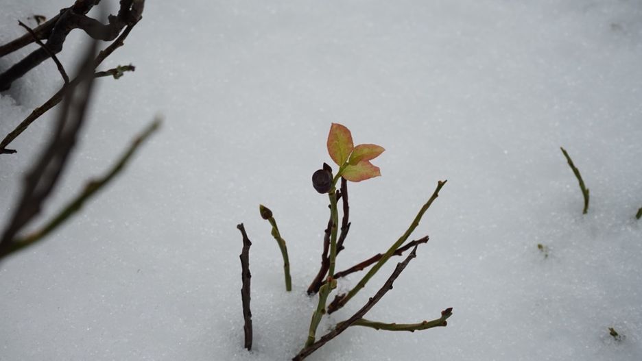 Komunikat lawinowy w Karkonoszach (źródło: Fb. Karkonoski Park Narodowy)