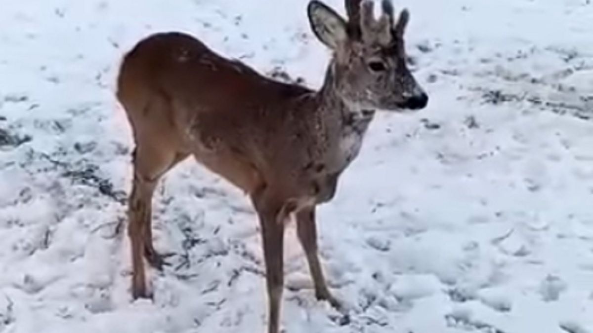 Lubelskie. Sceny grozy koło miejscowości Chmielów