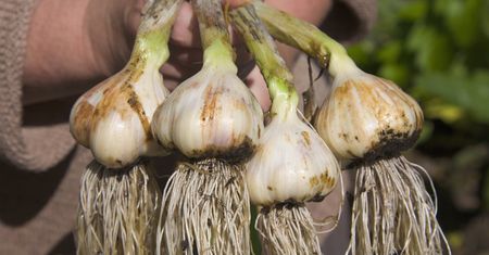 Oczyszcza wątrobę z toksyn. Pomaga zregenerować narząd