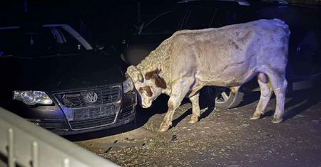Groza na Podkarpaciu. Dwa byki uciekły z posesji