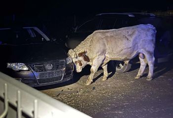 Groza na Podkarpaciu. Dwa byki uciekły z posesji