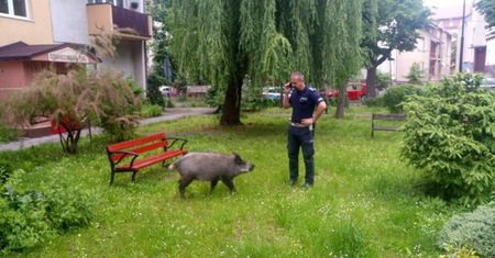 "Dzik zjadł dzieciom pierogi". Nietypowa interwencja policji
