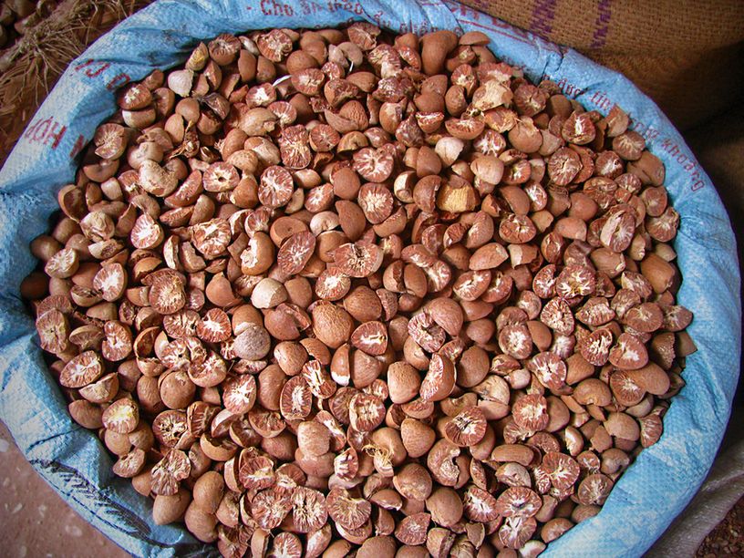 Orzechy areki są groźne dla zdrowia