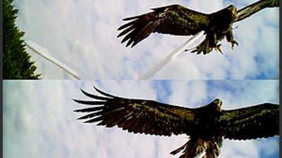 Zdalnie sterowany orzeł zaatakowany przez prawdziwego ptaka (wideo) 1