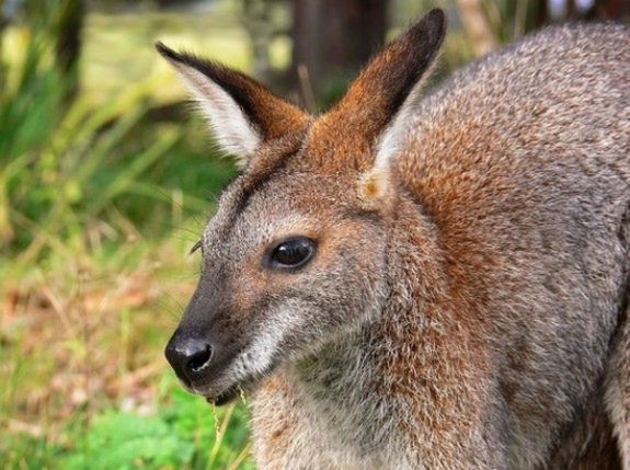 Zbiegły kangur wciąż nieuchwytny