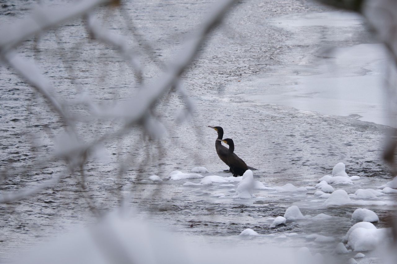 Rzadki widok na Motławie w Gdańsku. Eksperci wyjaśniają