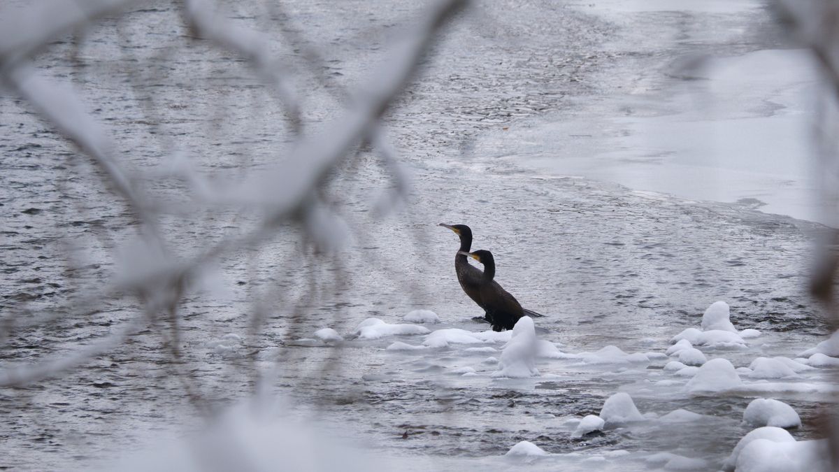Kormorany niezbyt dobrze radzą sobie z ciężką zimą