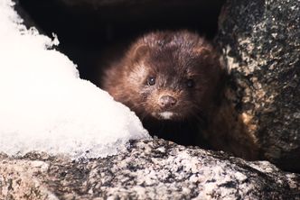 Szwecja ogranicza hodowlę norek. Przez koronawirusa