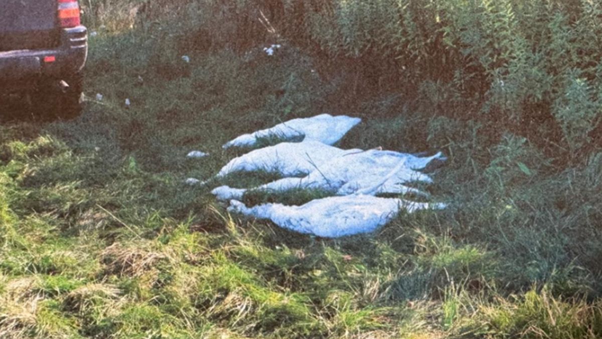 Myśliwi zastrzelili cztery łabędzie.