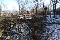 Mazowieckie. Wycięto ponad 60 zdrowych drzew w centrum Milanówka